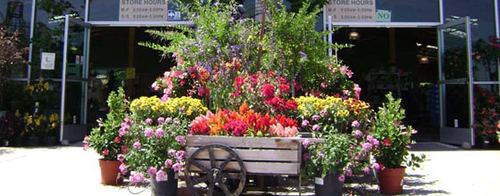Walter Andersen Nursery San Go S Independent Since 1928 Walter Andersen Nursery Poway