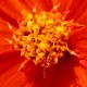 Time Change: September 12 Poway Saturday Garden Class