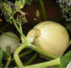 pumpkins3