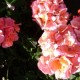 Our First Fall Rose Show