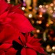 Annual Holiday Party