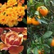 2011 Fruit Tree and Rose Lists Now Available