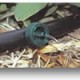 FREE class with DIG Irrigation - MUST RSVP!